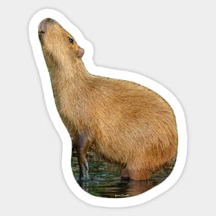 Capybara sniffing the morning air Sticker